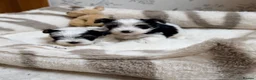 Biewer Terrier dogs for sale: Yorkshire terrier  - Advert 2