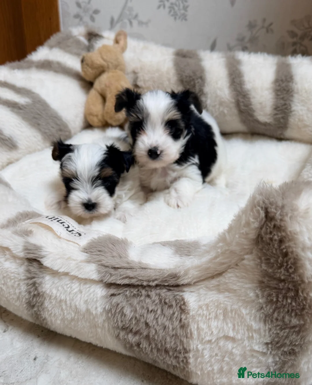 Biewer Terrier dogs for sale: Yorkshire terrier  - Advert 2