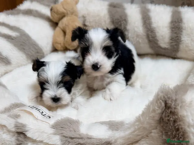 Biewer Terrier dogs Yorkshire terrier 3 colour - Advert 1