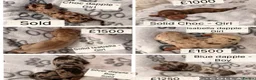 Miniature Dachshund dogs for sale: Miniature dachshund puppies  in Chesterfield - Advert 2