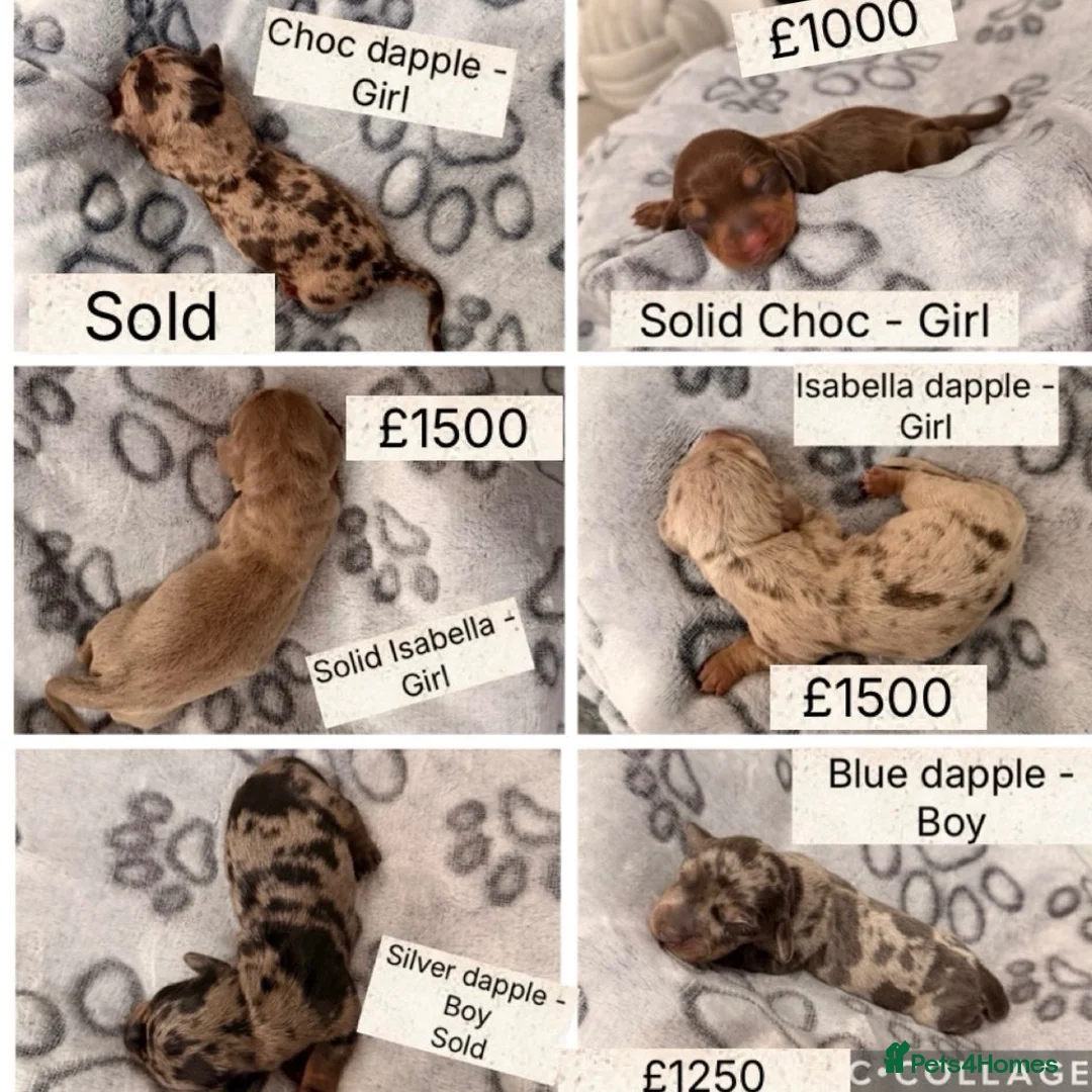 Miniature Dachshund dogs for sale: Miniature dachshund puppies  in Chesterfield - Advert 2