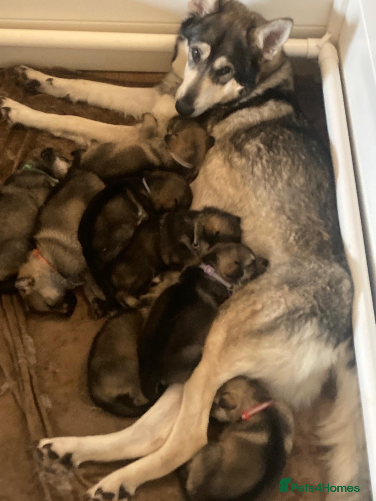 Utonagan dogs Rare Gorgeous Utonagan Wolfalike Puppies  - Advert 14