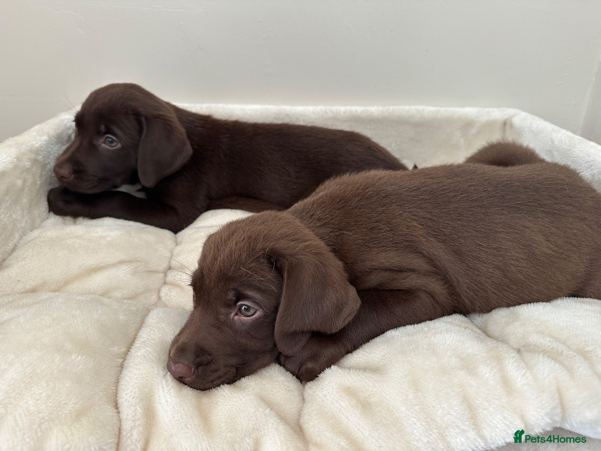 Labrador Retriever dogs Chocolate Labrador Puppies - Advert 2