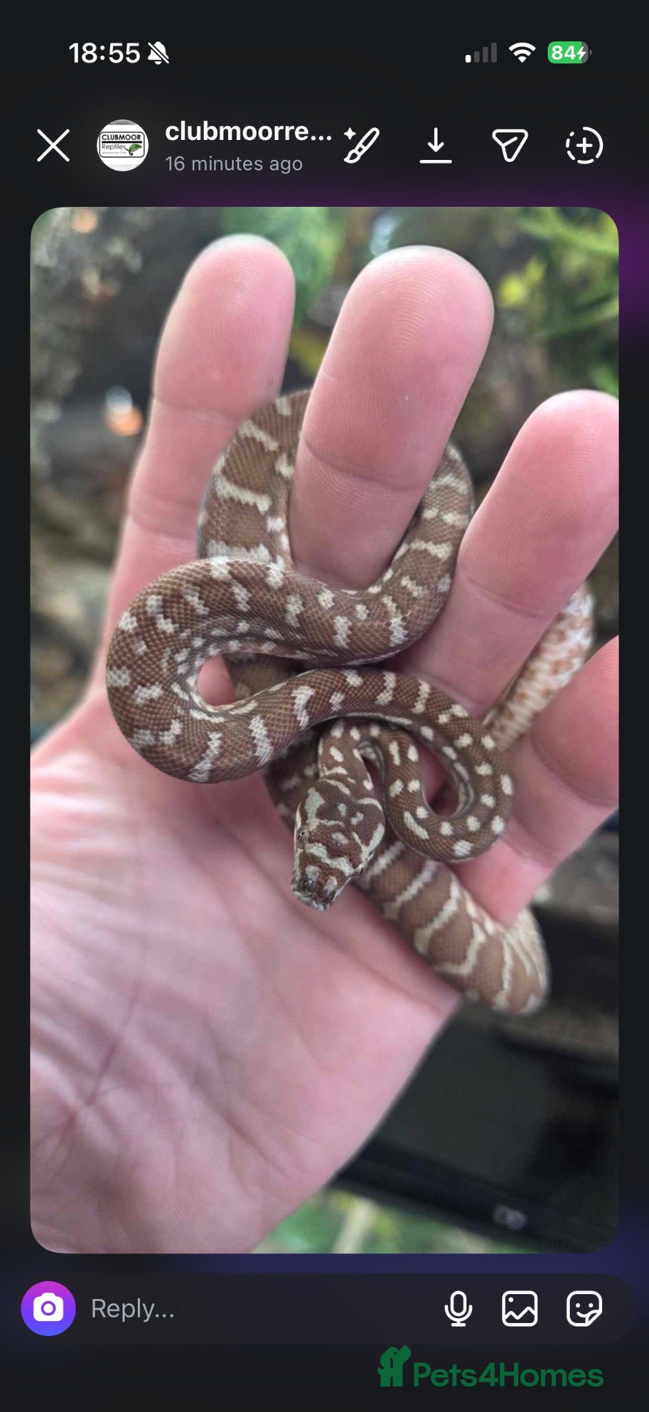 Python Snake reptiles Bredli python  - Advert 12