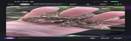 Python Snake reptiles for sale: Bredli python  in Saint Helens - Advert 1
