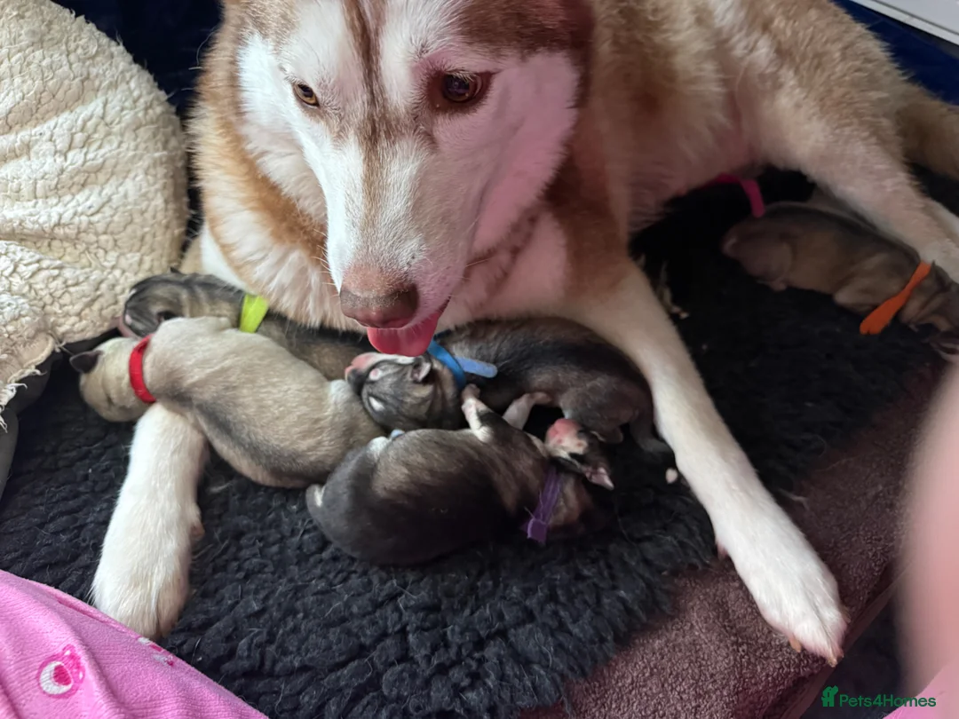 Mixed Breed dogs for sale: Family based husky cross puppies  in Clacton-on-Sea - Advert 2