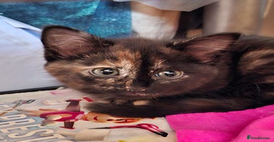 Mixed Breed cats - Advert 14