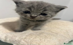 British Shorthair cats for sale: READY NOW!!Pedigree British Short Hair Kittens - Image 8