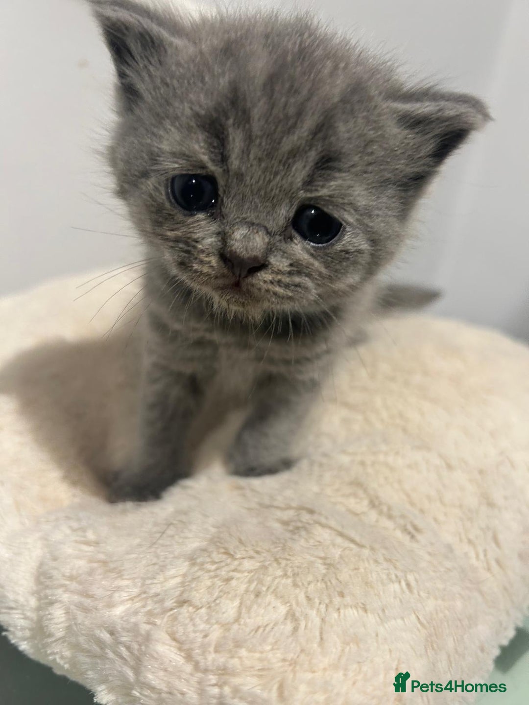 British Shorthair cats for sale: READY NOW!!Pedigree British Short Hair Kittens - Image 8
