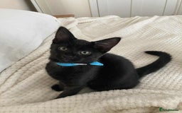 Mixed Breed cats for adoption: Adorable Jet and Anise looking for their family! - Image 6