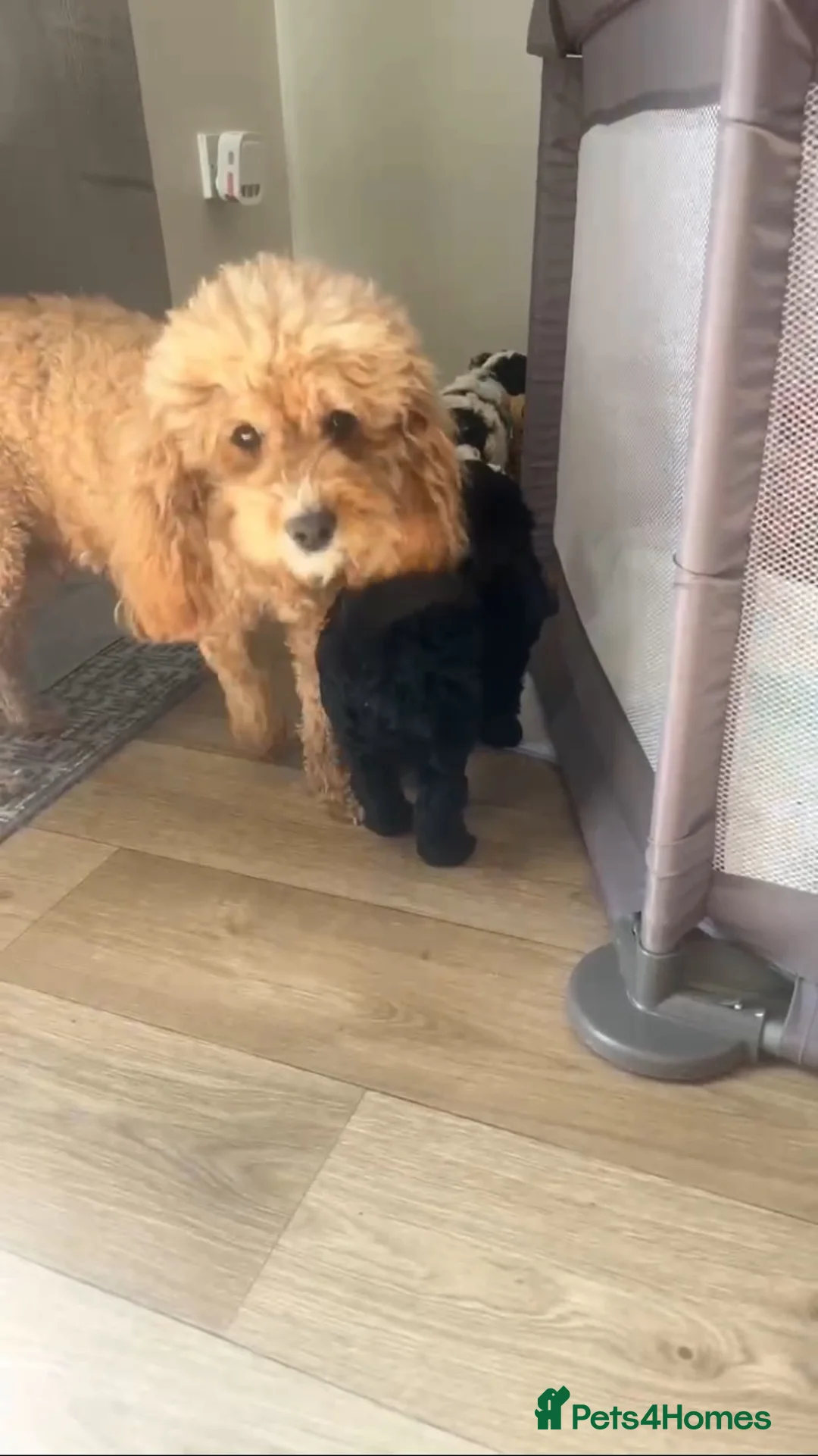 Cockapoo dogs for sale: Cockapoo puppy - Advert 12