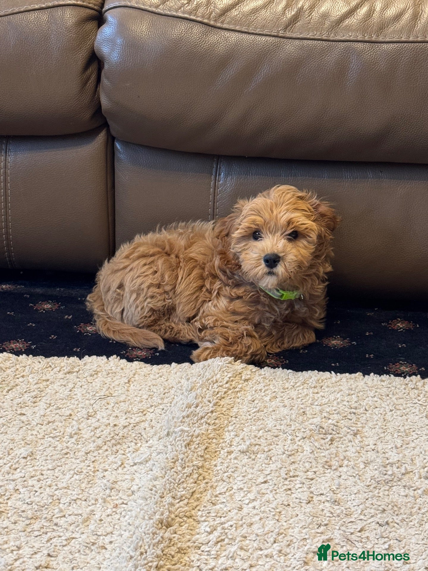 Cavapoochon dogs for sale: GREY COLLAR AVAILABLE! READY NOW.  - Advert 11