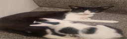 Mixed Breed cats for sale: Black and white male kitten  - Advert 2