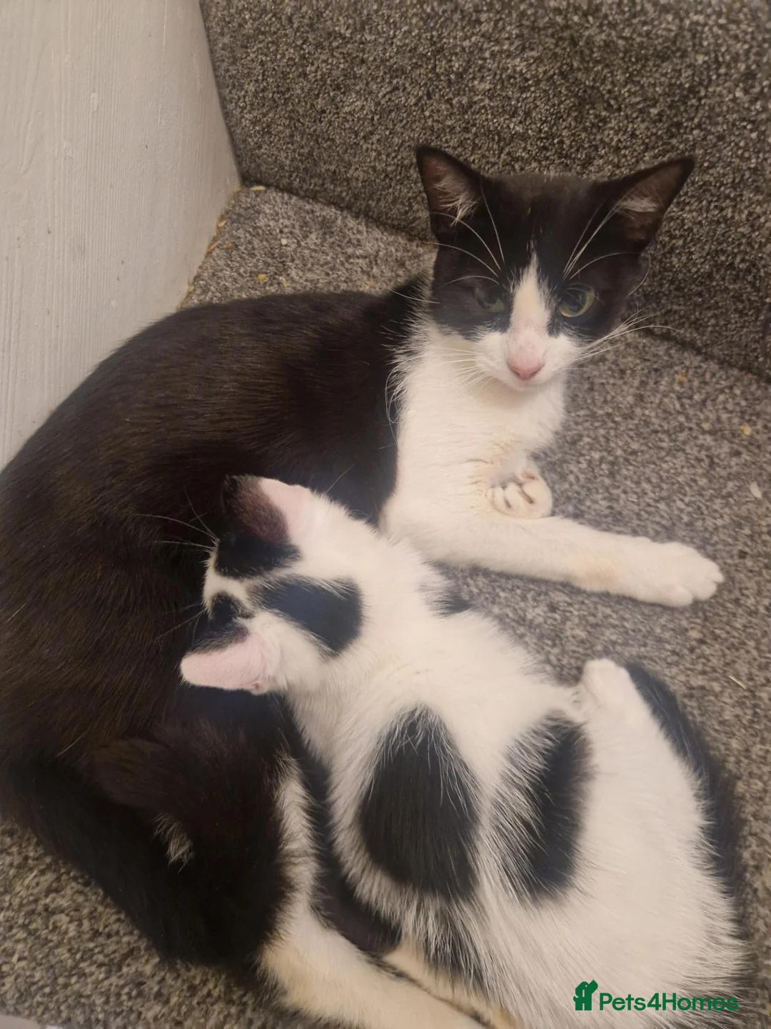 Mixed Breed cats for sale: Black and white male kitten  - Advert 2