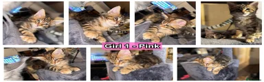 Girl 1 - Pink