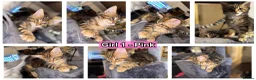 Maine Coon cats for sale: 6 Gorgeous Maine Coon Cross Kittens Available Now! - Advert 16