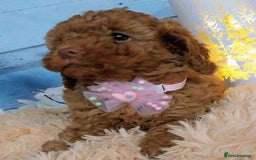 Cavapoo dogs for sale: Red Cavapoo Pups - Advert 9