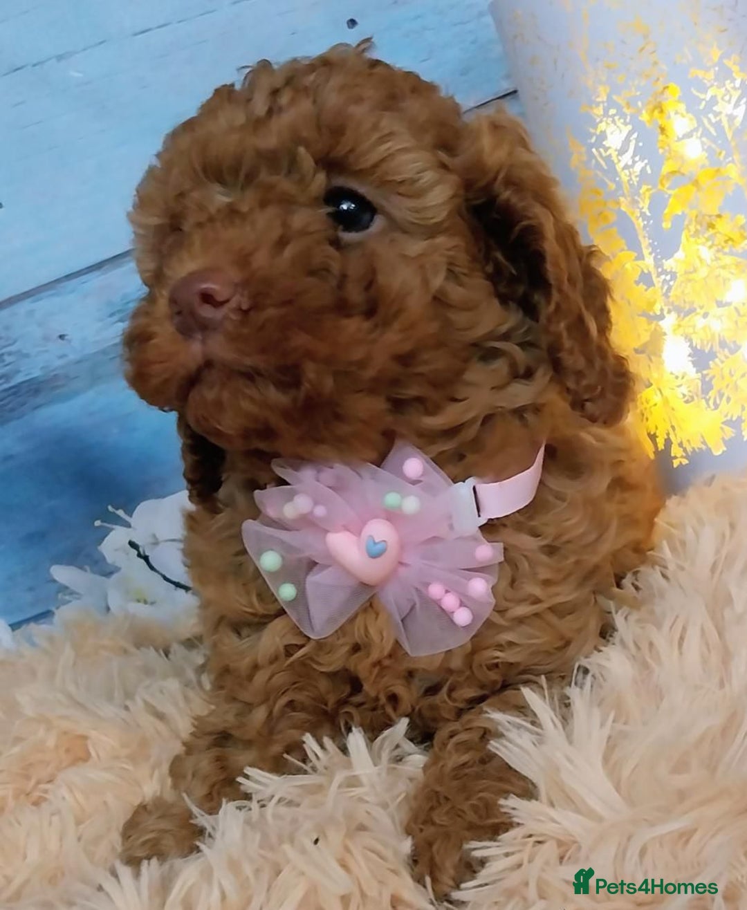 Cavapoo dogs for sale: Red Cavapoo Pups - Advert 9