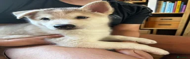 Siberian Husky 4