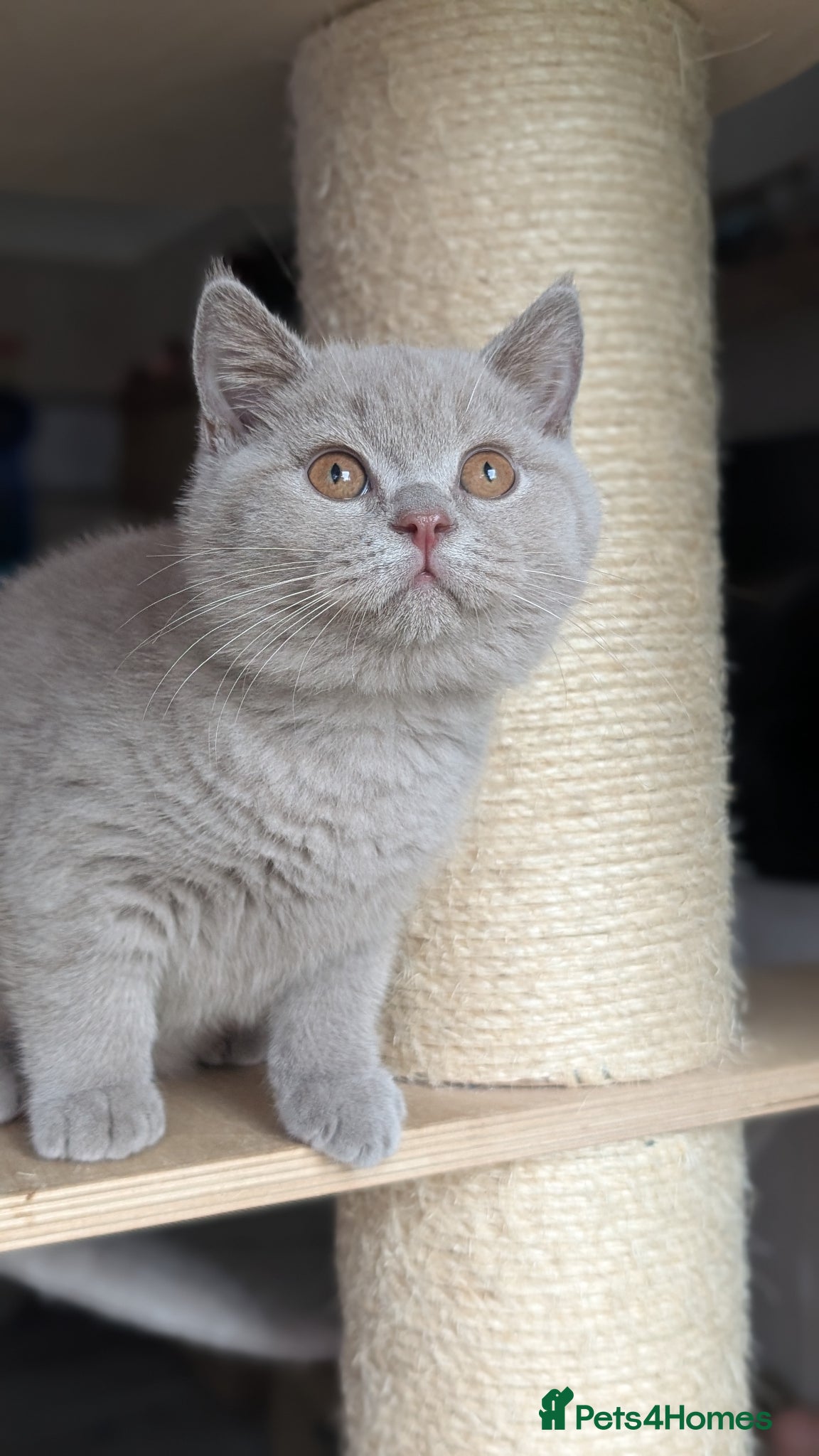 British Shorthair cats Tica Registered lilac British Shorthair boy  - Advert 14