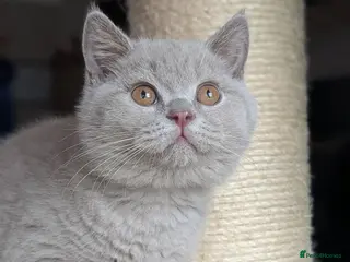British Shorthair cats Tica Registered lilac British Shorthair boy - Advert 14