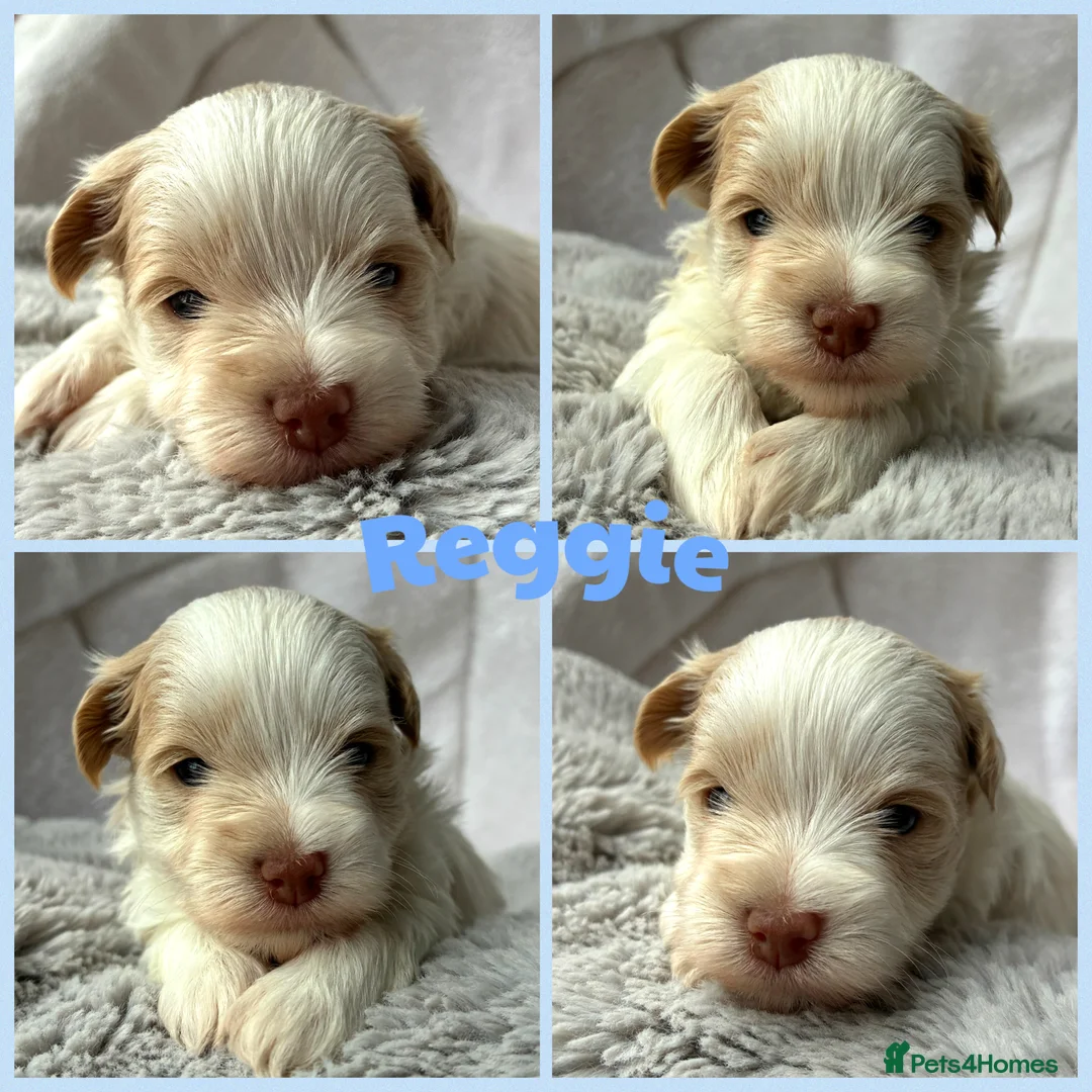 Miniature Schnauzer dogs for sale: 1 CHOC GIRL - KC TOY/MINI SCHNAUZER MAC/BVA CLEAR - Advert 19