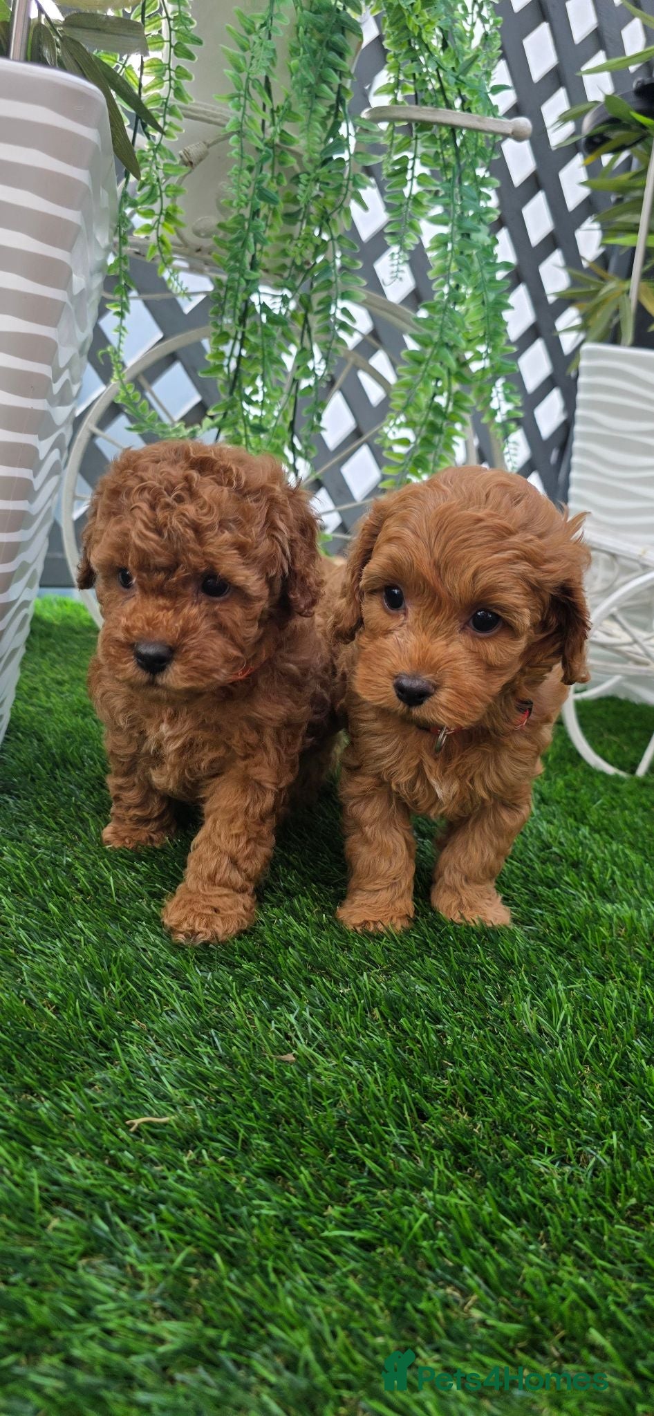 Cavapoo dogs 🌟HEALTH TESTED TOY CAVAPOO F1B - Advert 2