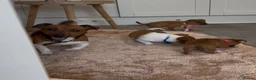 Jack Russell dogs for sale: Jack Russell puppies in Darwen - Advert 15