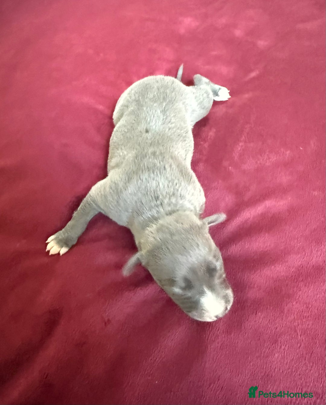 Whippet dogs for sale: 3 Stunning Whippet Boy's available  - Advert 29