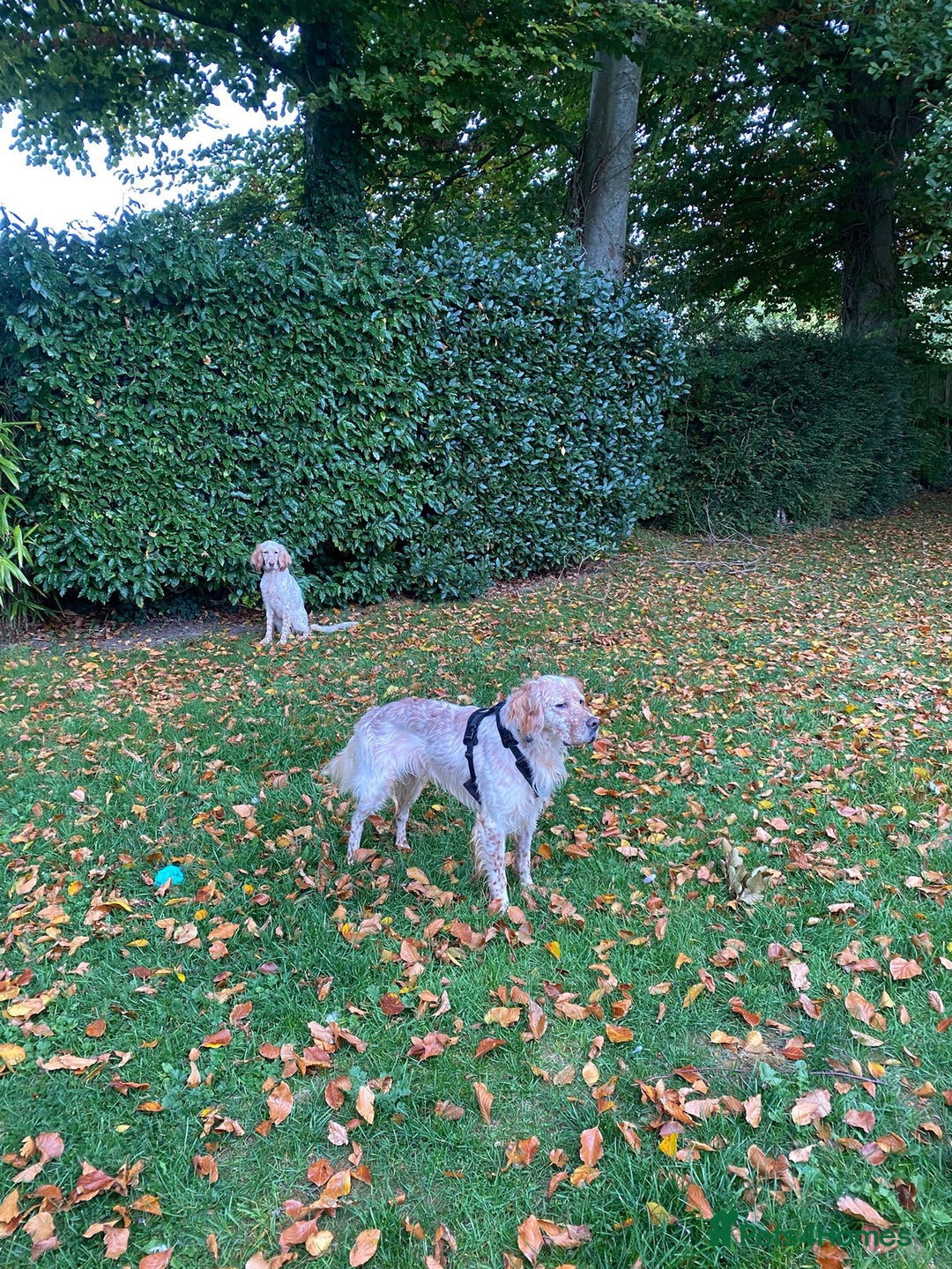 English Setter dogs for adoption: Hans  - Advert 14