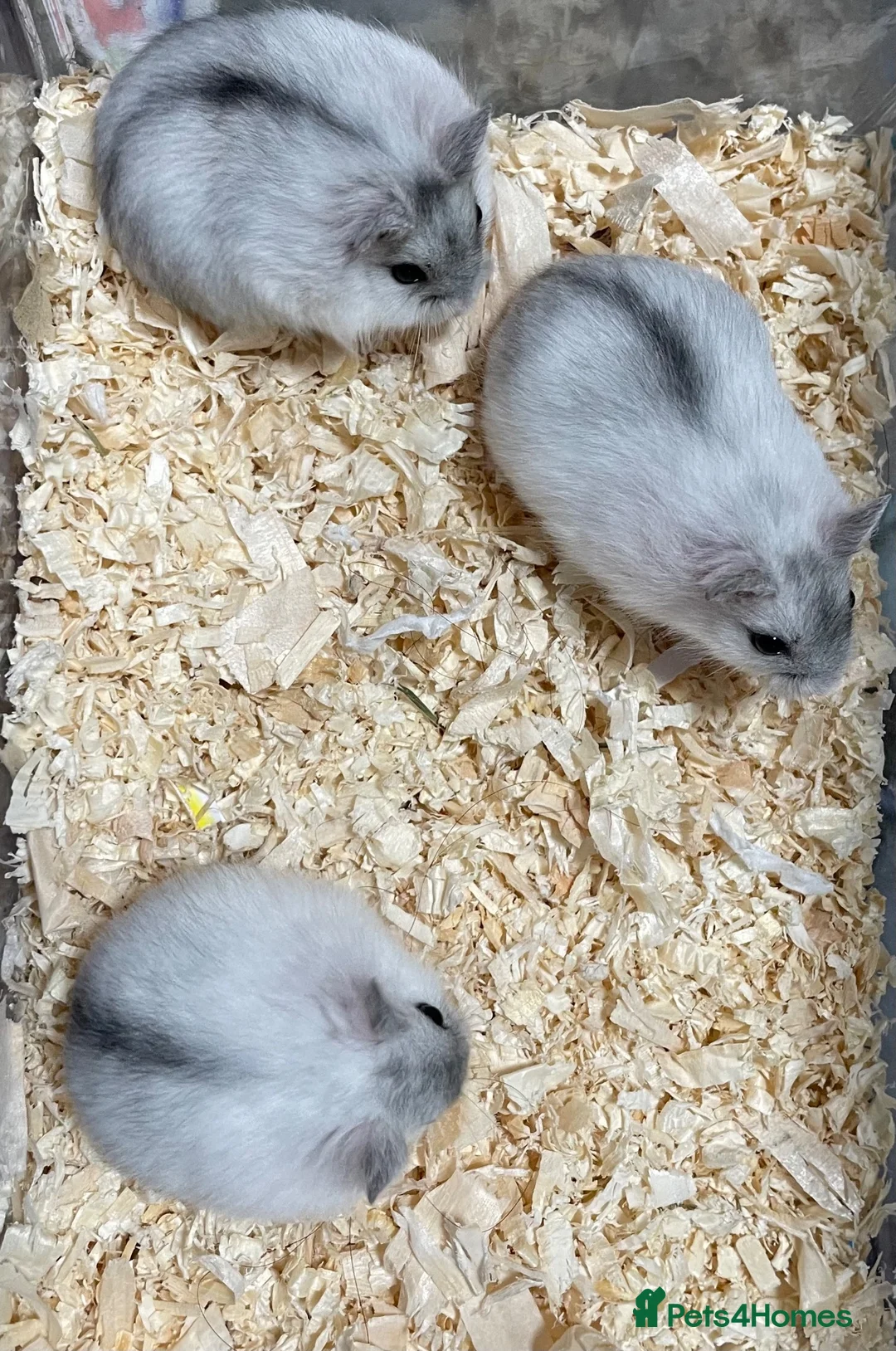 Hamster rodents for sale: Baby Winter White Russian hamsters (pure bred). - Advert 21