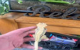 Gecko reptiles for sale: Created Geko’s with tank  - Image 3