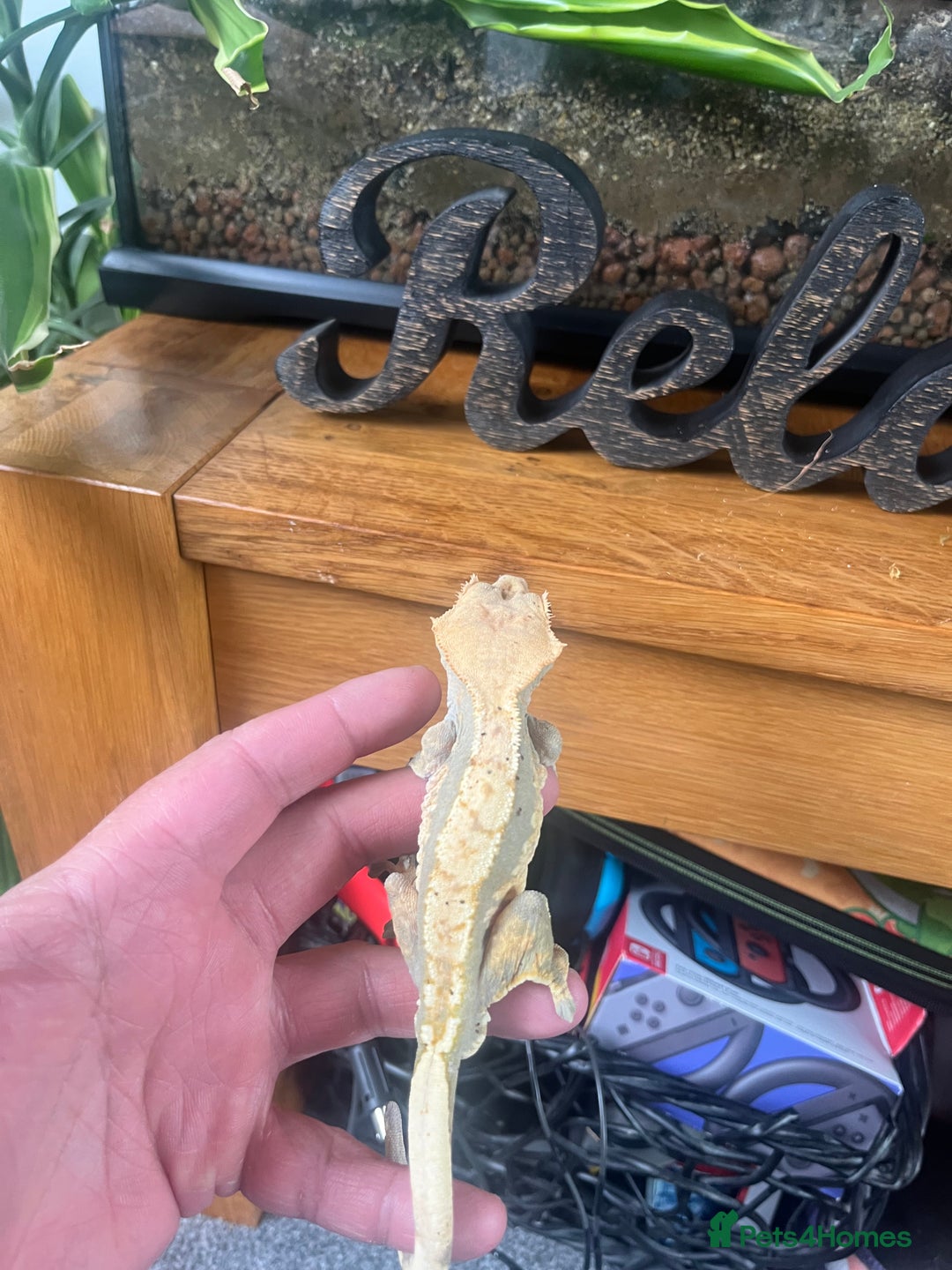 Gecko reptiles for sale: Created Geko’s with tank  - Image 3