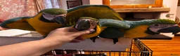 Macaws birds for sale: Baby Blue And Gold Macaws - Advert 16
