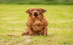 Labrador Retriever dogs for sale: Ready to leave. FULLY HEALTH TESTED male labs  in Leyburn - Image 8