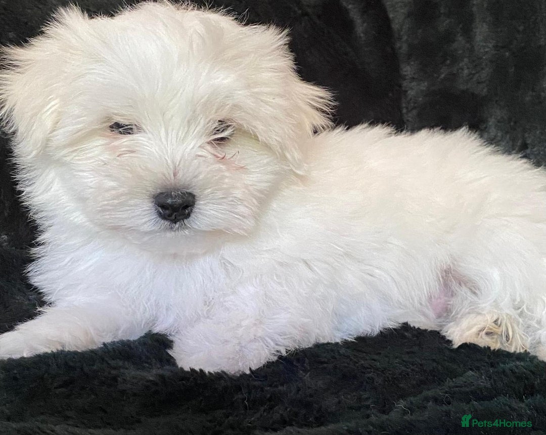 Maltese dogs for sale: Maltese puppies for sale  - Advert 15