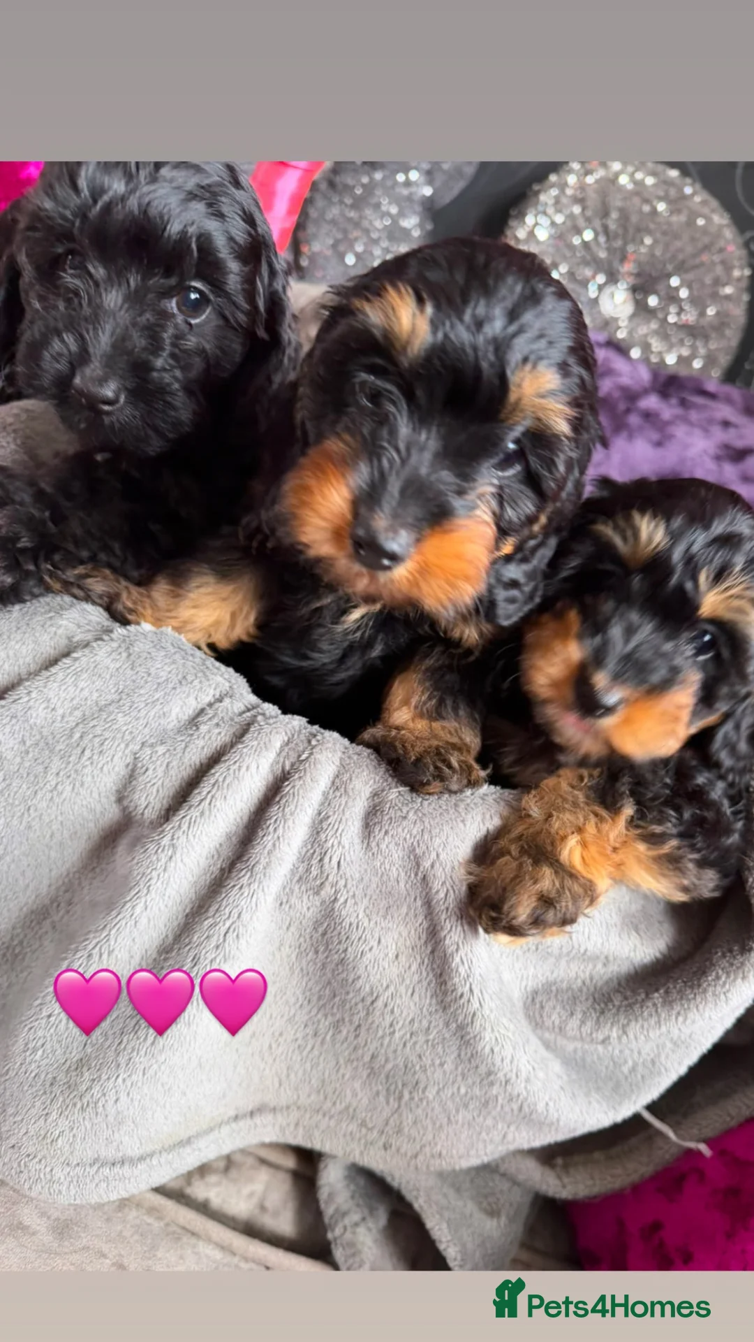 Doxiepoo dogs for sale: Fur Doxipoo Babies  in Egham - Advert 2