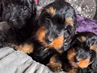 Doxiepoo dogs Fur Doxipoo Babies - Advert 2