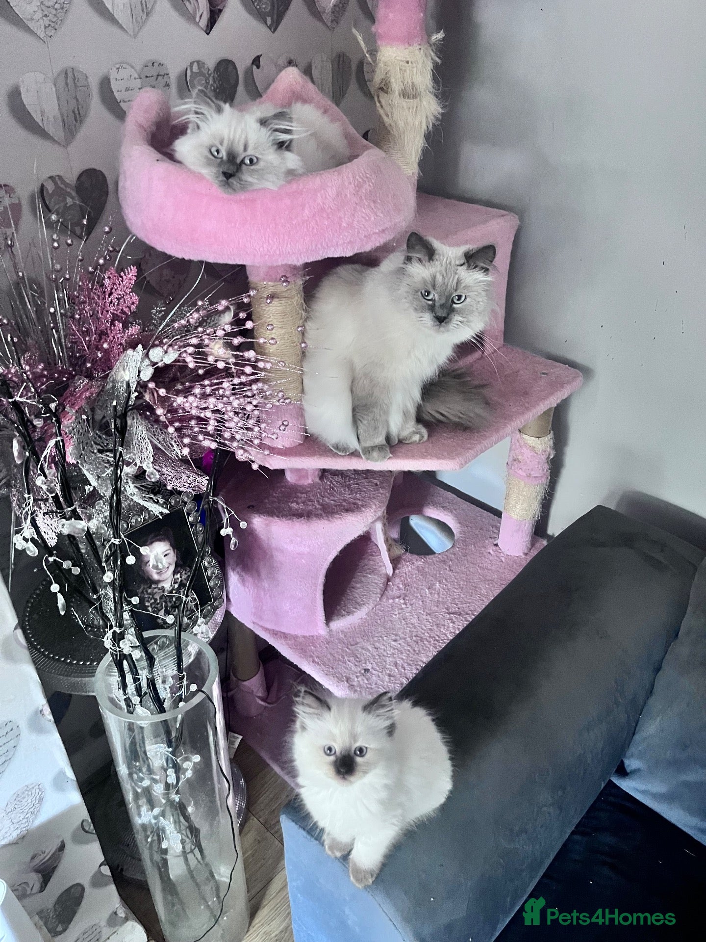 Ragdoll cats Beautiful fluffy ragdoll kittens - Advert 2