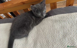 Russian Blue cats for sale: Russian Shorthair Kittens!   - Image 11