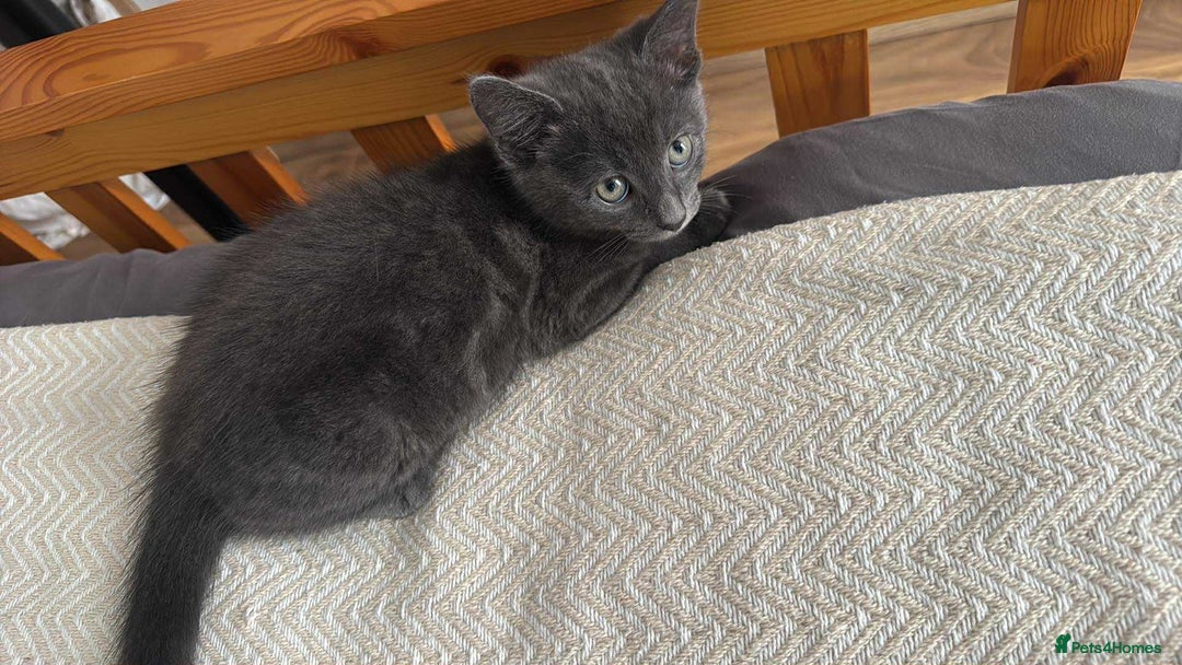 Russian Blue cats for sale: Russian Shorthair Kittens!   - Image 11