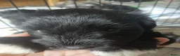 Miniature Schnauzer dogs for sale: Miniature Schnauzer KC reg pups - Advert 5