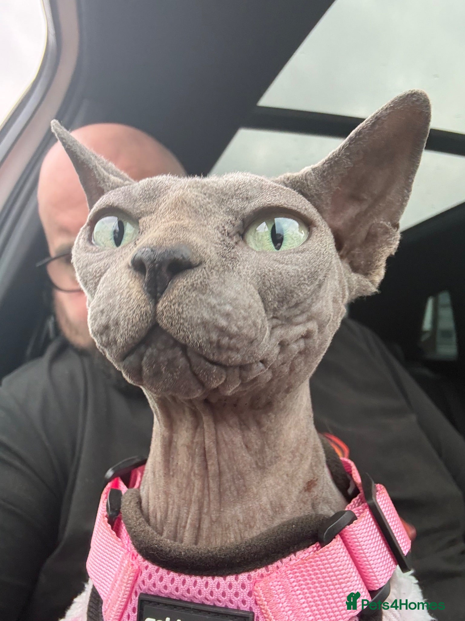 Sphynx cats Sapphire female sphinx - Advert 16