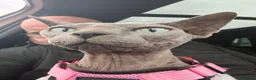 Sphynx cats for sale: Sapphire female sphinx in South Shields - Advert 1