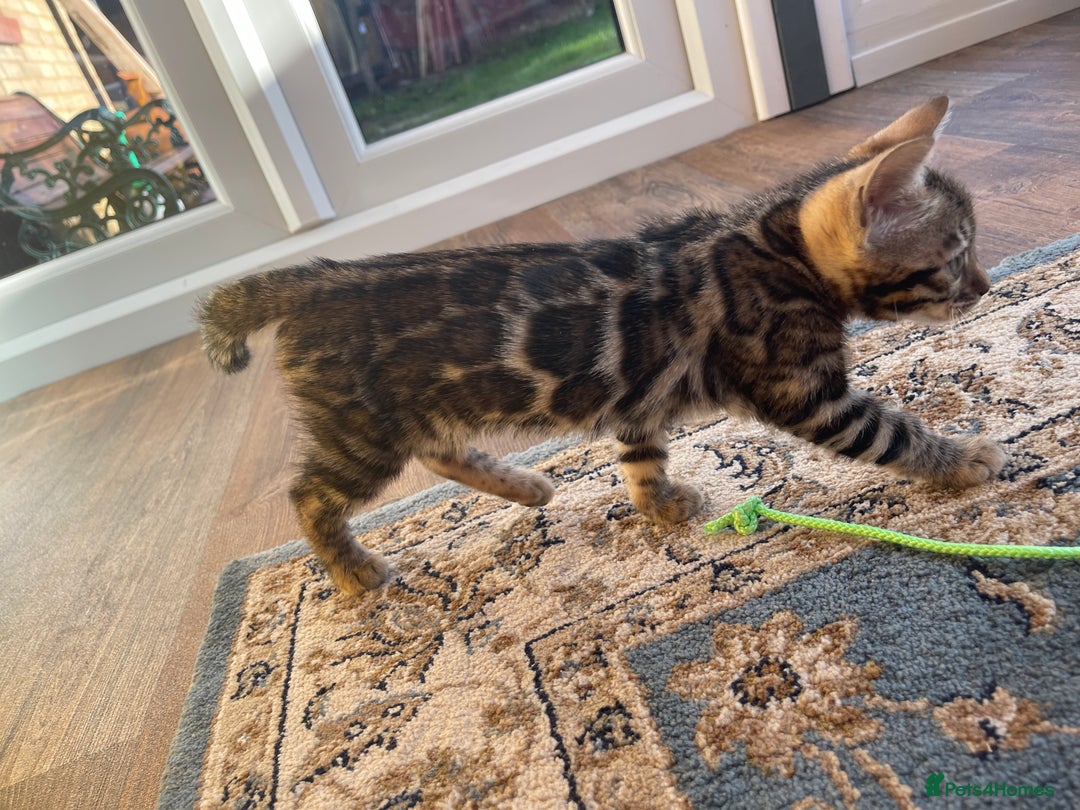 Bengal cats for sale: Bengal kitten girl for sale-Stunning 3-color Roset - Advert 11