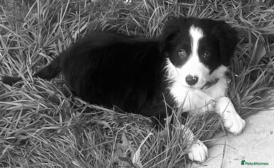 Border Collie dogs for sale: Beautiful girl non kc  - Image 16