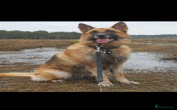 German Shepherd dogs for sale: River, 7yr old, German Shepherd (Female)  - Image 2