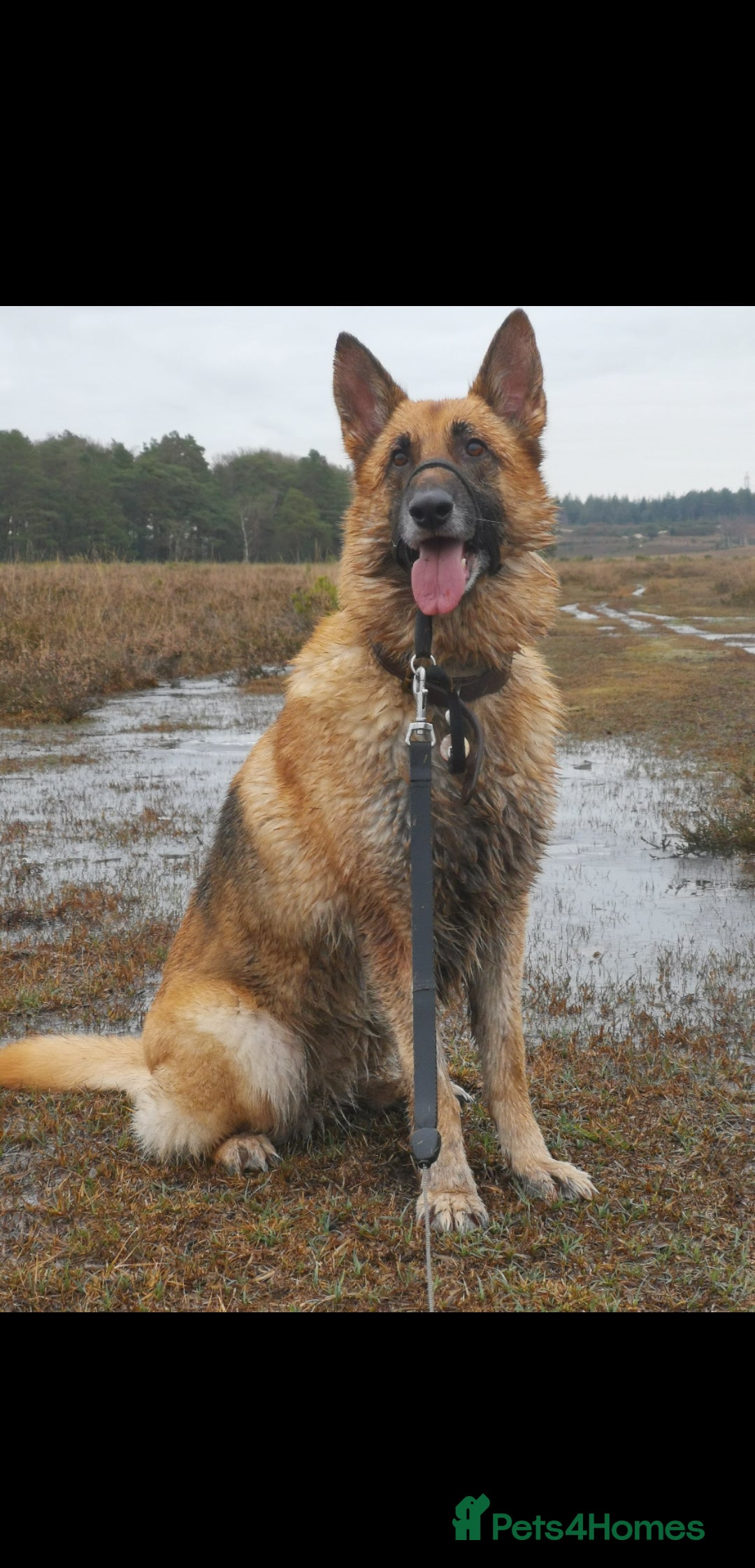 German Shepherd dogs for sale: River, 7yr old, German Shepherd (Female)  - Image 2