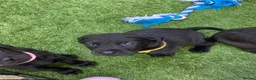 Labrador Retriever dogs for sale: Beautiful litter of black Labrador pups  in Beverley - Advert 10