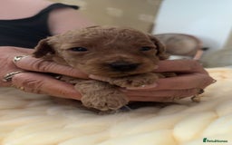 Toy Poodle dogs for sale: Toy poodles for sale  - Image 11